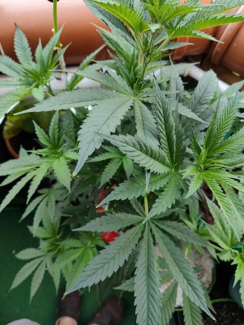 Outdoor Skyblood  in DWC. Week 10