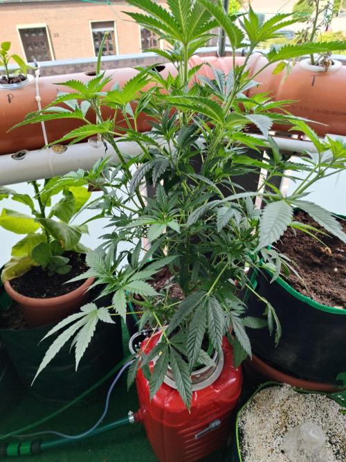 Outdoor Skyblood  in DWC. Week 10