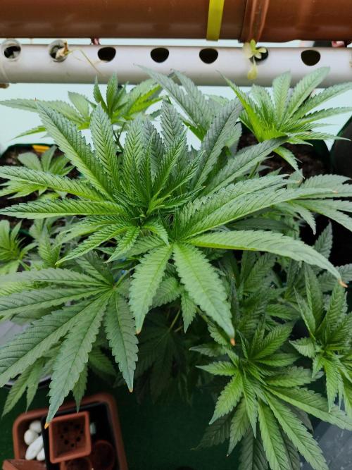 Outdoor Skyblood  in DWC. Week 10