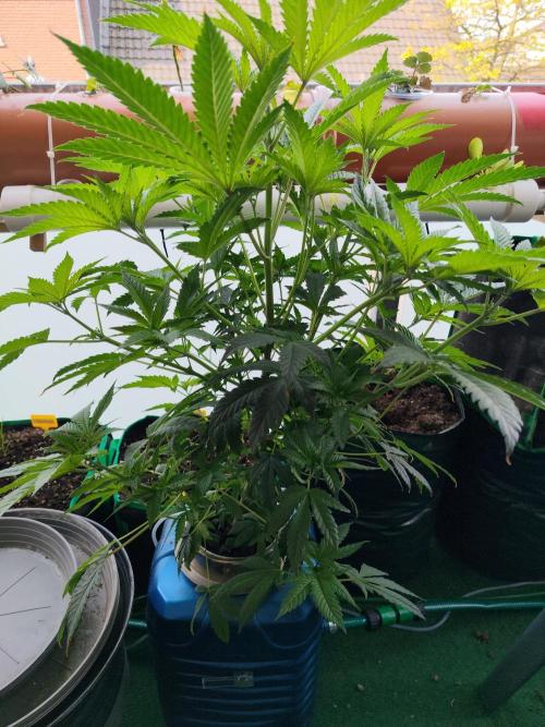 Outdoor Skyblood  in DWC. Week 10