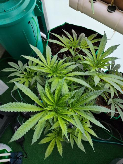 Outdoor Skyblood  in DWC. Week 10