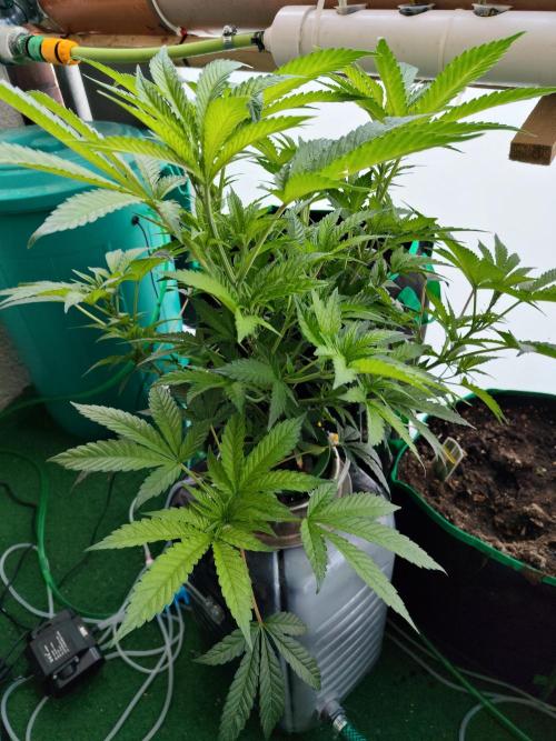 Outdoor Skyblood  in DWC. Week 10