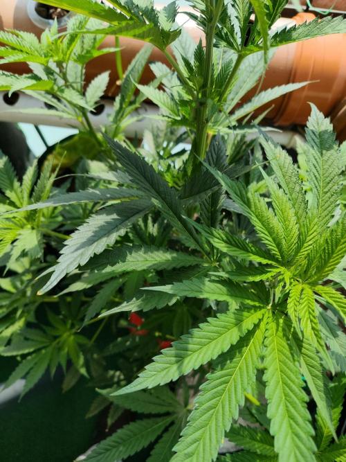 Outdoor Skyblood  in DWC. Week 11