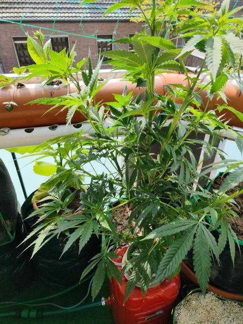Outdoor Skyblood  in DWC. Week 11
