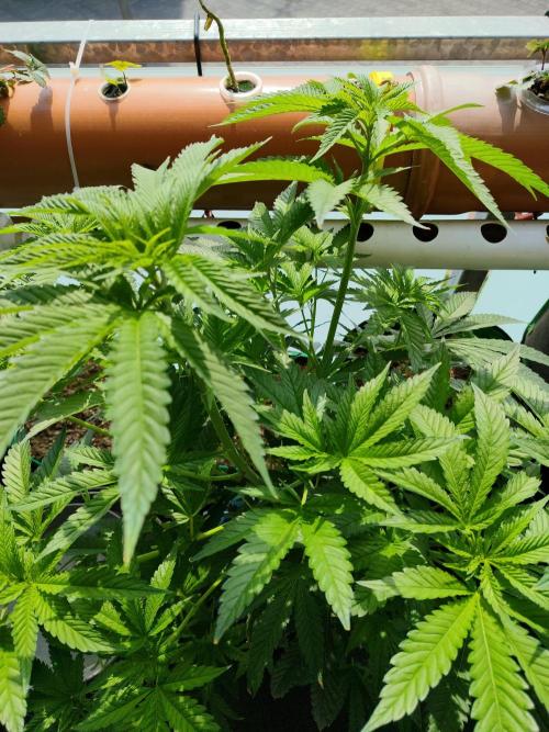 Outdoor Skyblood  in DWC. Week 11
