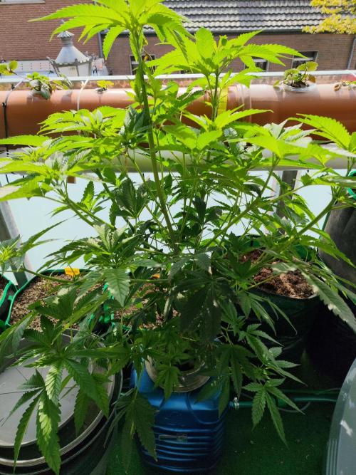 Outdoor Skyblood  in DWC. Week 11
