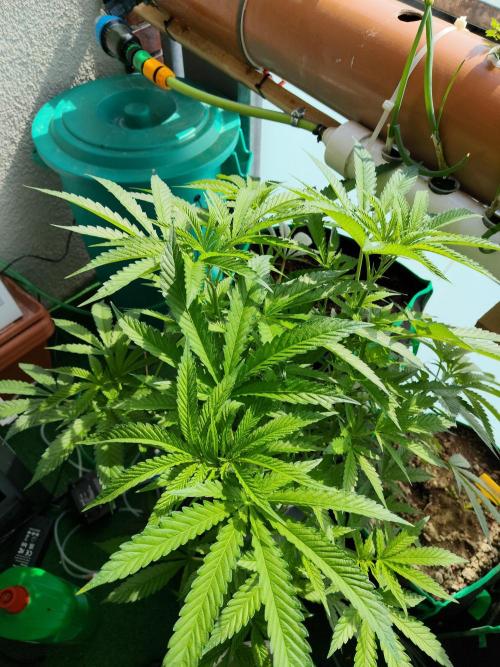 Outdoor Skyblood  in DWC. Week 11