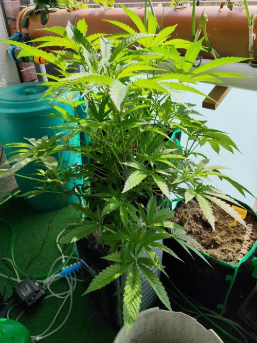Outdoor Skyblood  in DWC. Week 11