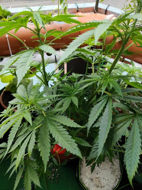 Outdoor Skyblood  in DWC. Week 12