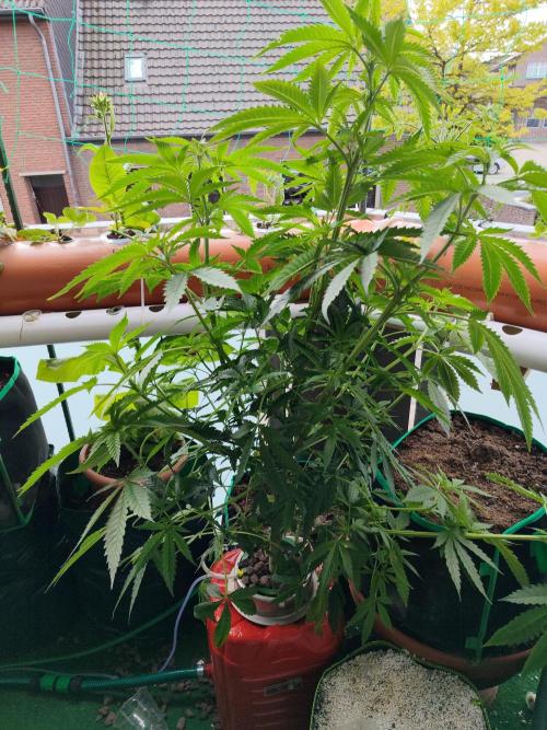 Outdoor Skyblood  in DWC. Week 12