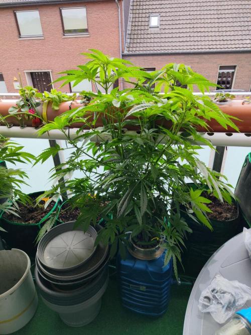 Outdoor Skyblood  in DWC. Week 12
