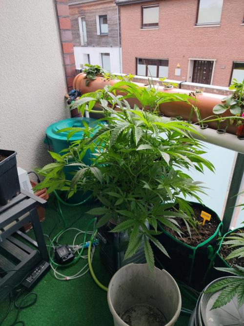 Outdoor Skyblood  in DWC. Week 12