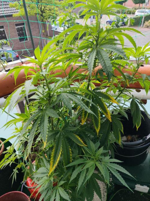 Outdoor Skyblood  in DWC. Week 14