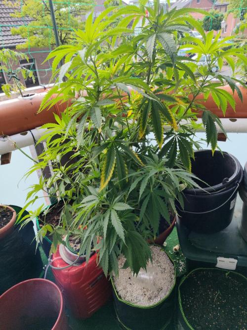 Outdoor Skyblood  in DWC. Week 14