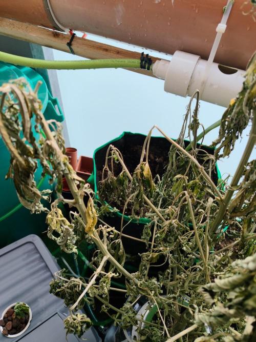 Outdoor Skyblood  in DWC. Week 14