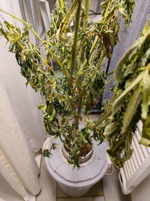 Outdoor Skyblood  in DWC. Week 15