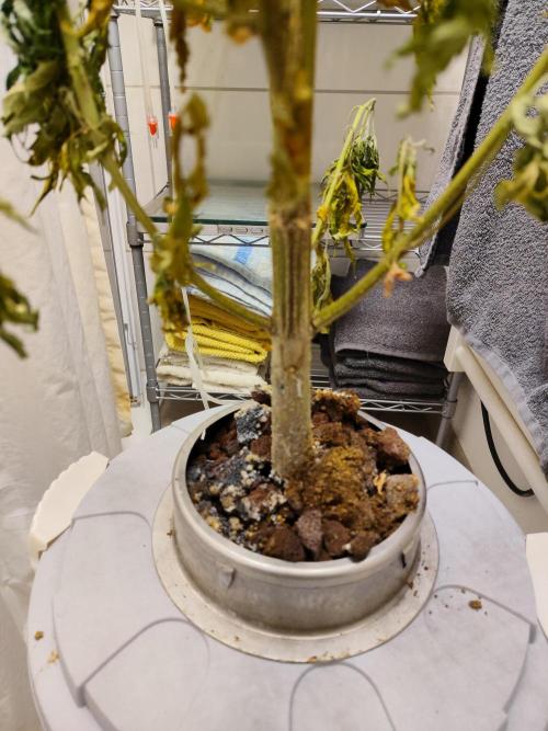Outdoor Skyblood  in DWC. Week 15
