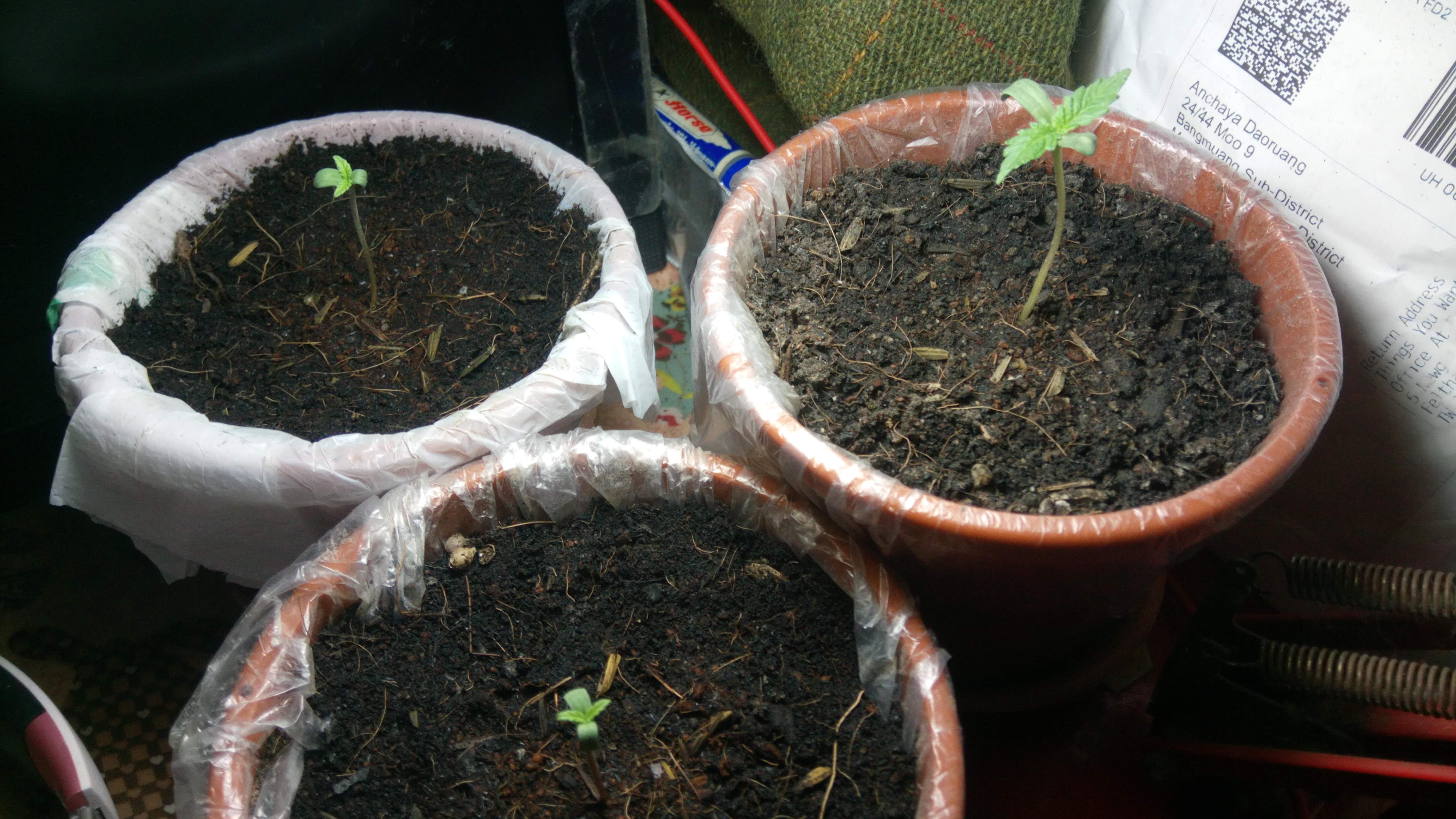 Blueberry grow diary (journal) week1 by Surfsharc GrowDiaries