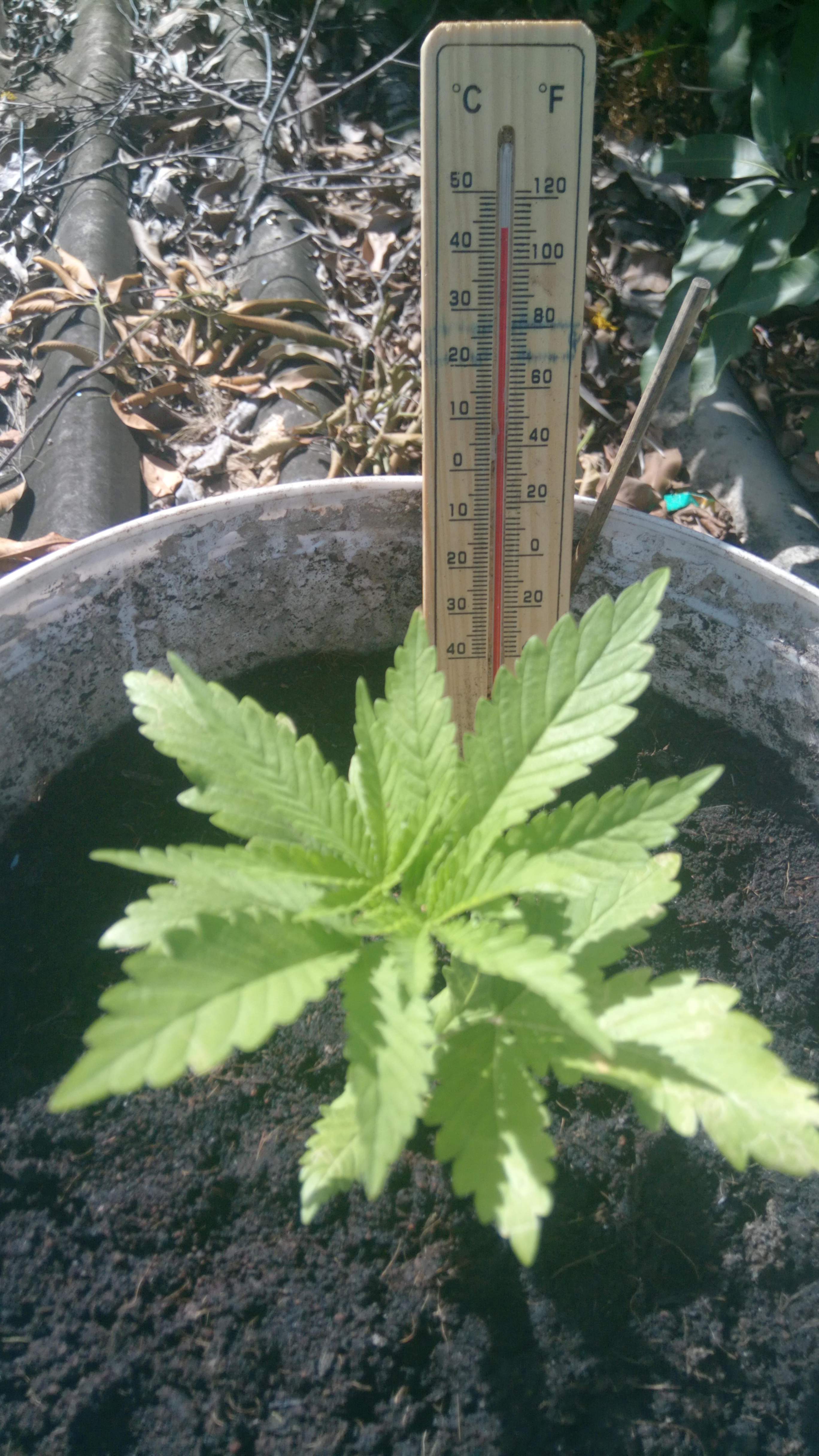 Blueberry grow diary (journal) week3 by Surfsharc GrowDiaries