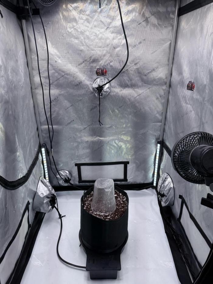 First Photos - Seedsman Cherry Punch F1. Week 0 - Seed is planted in 50/50 Coco/Perlite
