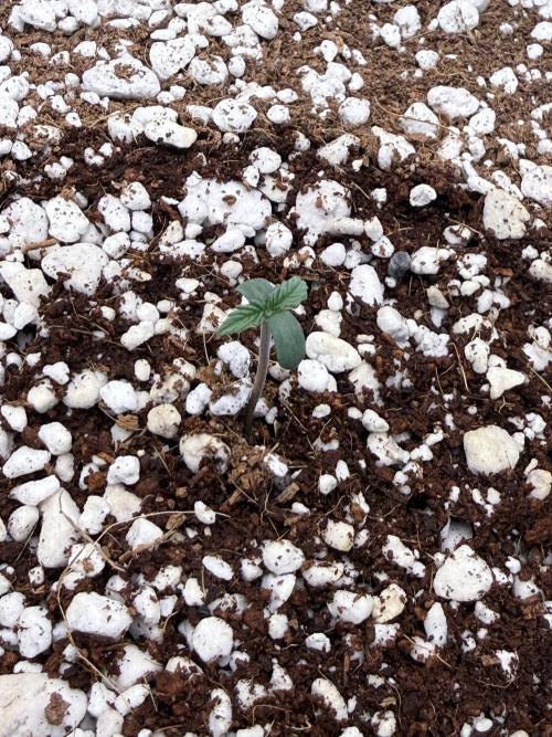 First Photos - Seedsman Cherry Punch F1. Week 0 - Seedling has popped out of the ground