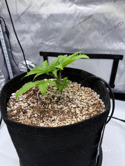 First Photos - Seedsman Cherry Punch F1. Week 4