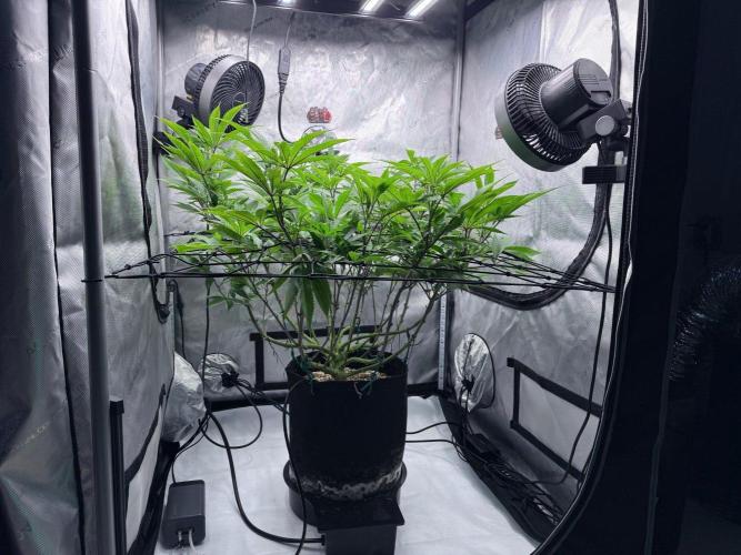 Seedsman Cherry Punch F1. Week 1 - put in a trellis to spread the plant out as it stretches