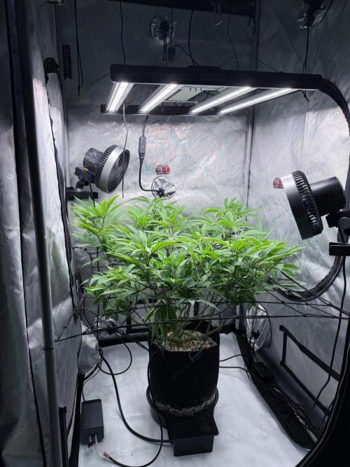 Seedsman Cherry Punch F1. Week 1 - looks good to my eye