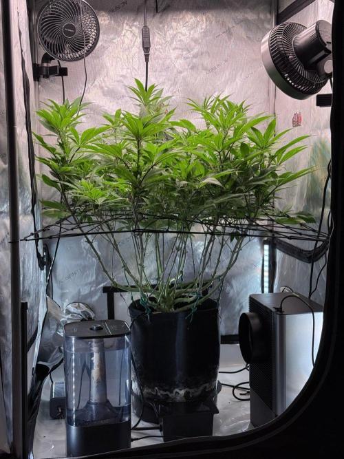 Seedsman Cherry Punch F1. Week 2