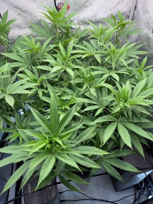 Seedsman Cherry Punch F1. Week 2