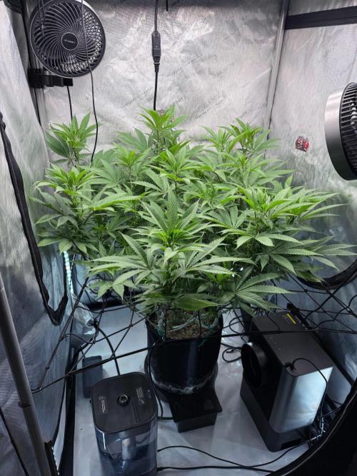 Seedsman Cherry Punch F1. Week 2