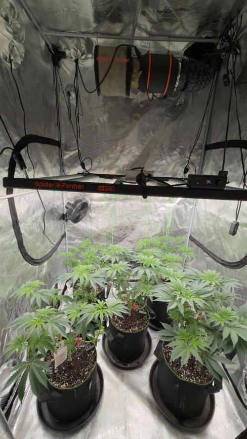 Lemon Cherry Gelato. Week 1
