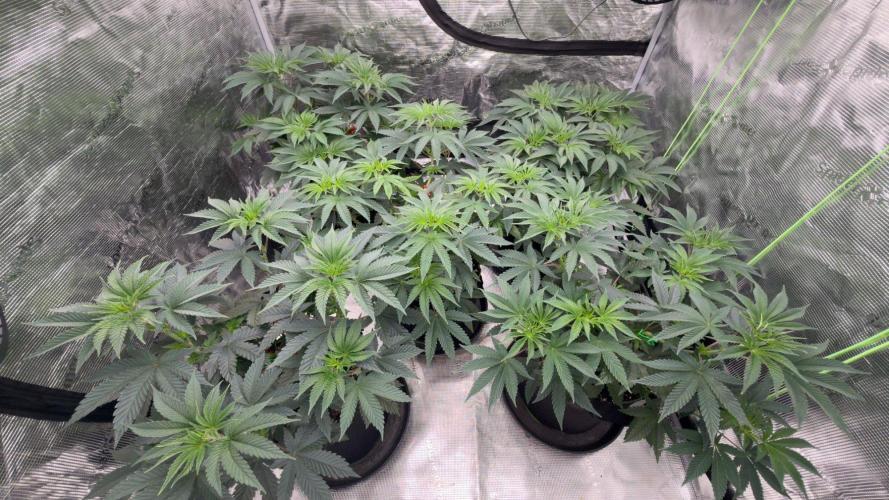 Lemon Cherry Gelato. Week 1