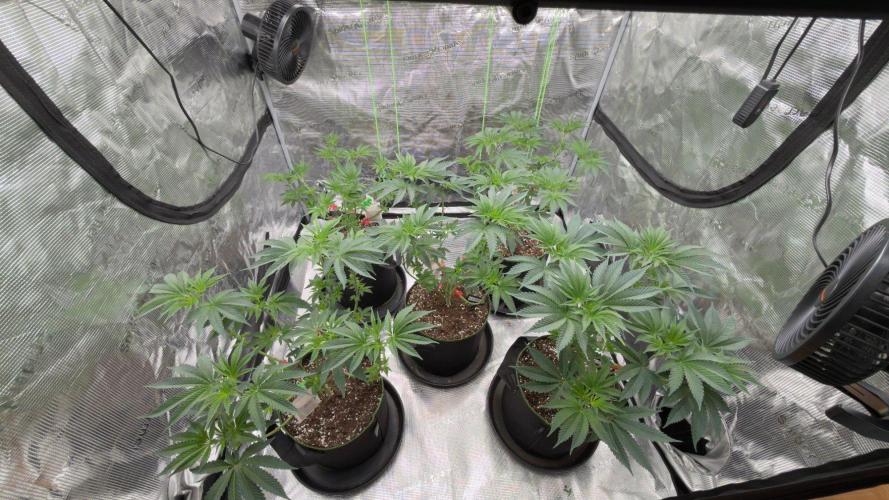 Lemon Cherry Gelato. Week 1
