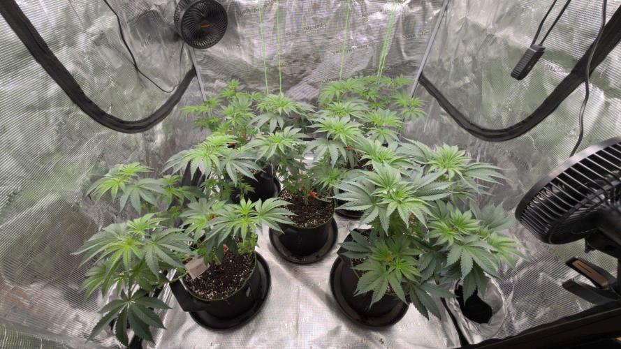 Lemon Cherry Gelato. Week 1