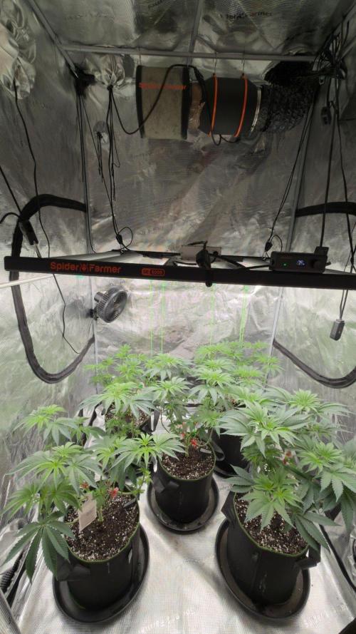 Lemon Cherry Gelato. Week 1