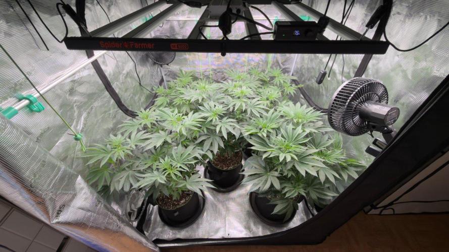 Lemon Cherry Gelato. Week 1