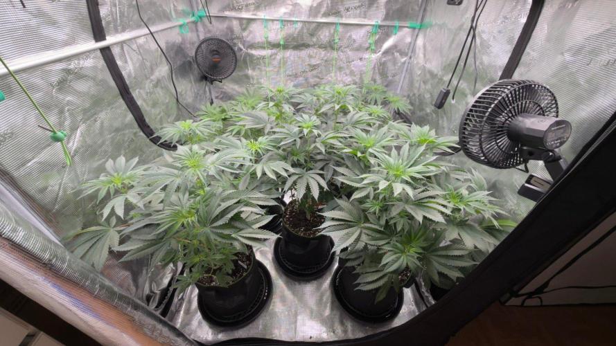 Lemon Cherry Gelato. Week 2