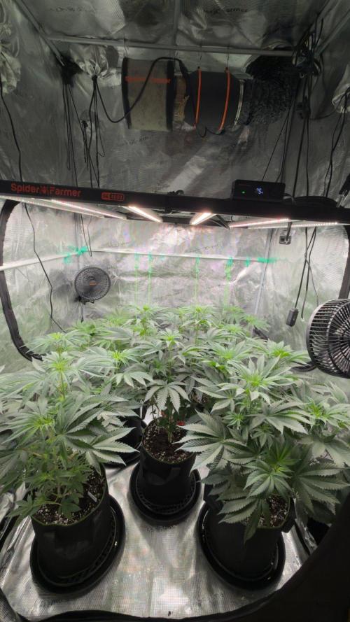 Lemon Cherry Gelato. Week 2