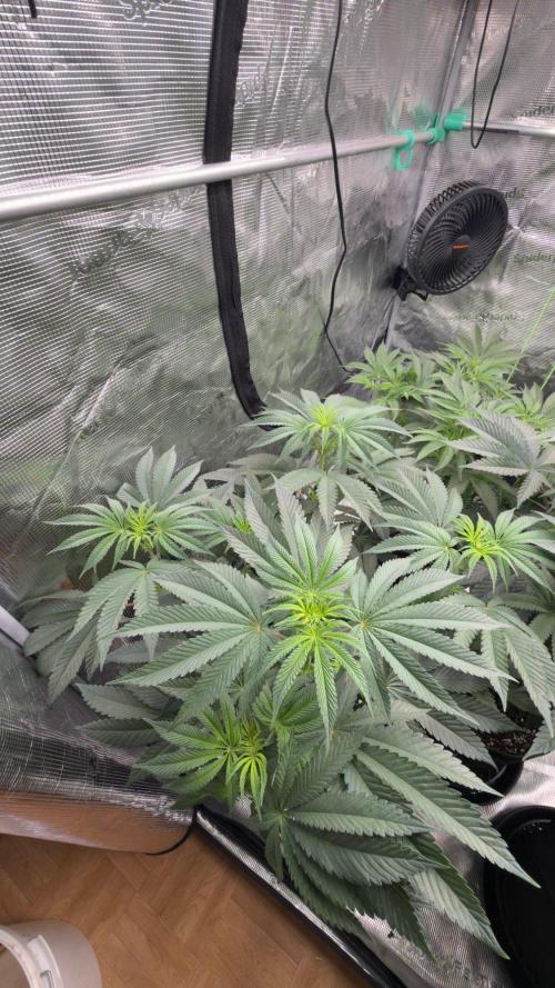 Lemon Cherry Gelato. Week 2