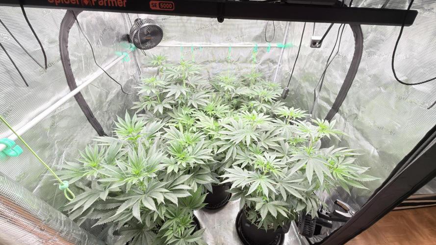 Lemon Cherry Gelato. Week 2