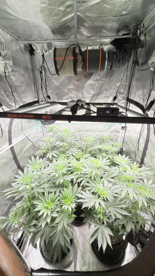 Lemon Cherry Gelato. Week 2