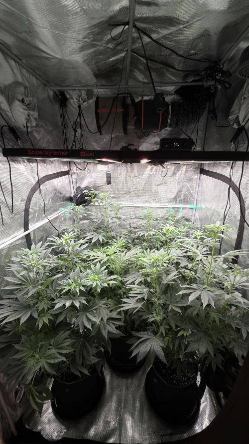 Lemon Cherry Gelato. Week 3