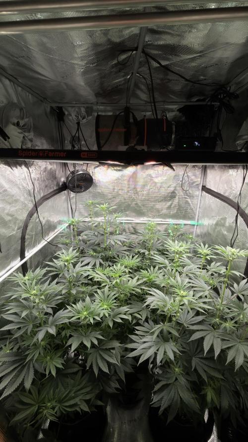 Lemon Cherry Gelato. Week 3