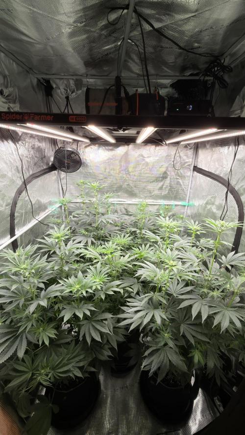 Lemon Cherry Gelato. Week 3