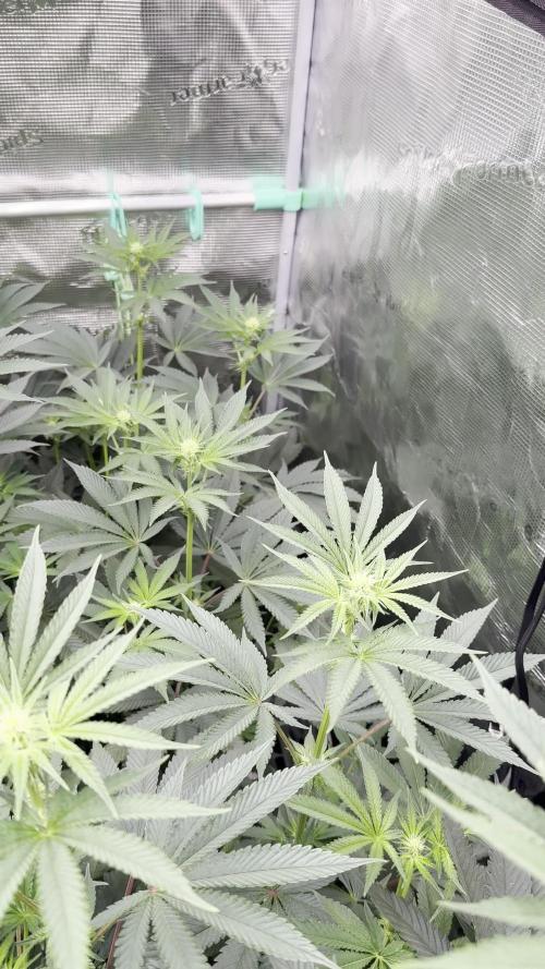 Lemon Cherry Gelato