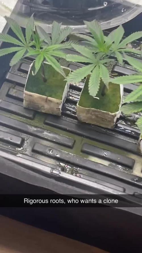 Girl Crush Clones in Octopots