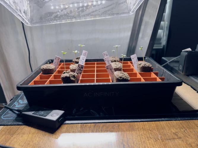 ACE Seeds Pheno Hunt: Killer A5 & Congo. Week 0 - Day 1 - Propogation Station