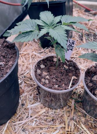 ACE Seeds Pheno Hunt: Killer A5 & Congo. Week 3 - Day 21: Killer A5 #1 (biggest seed and also biggest plant so far) 