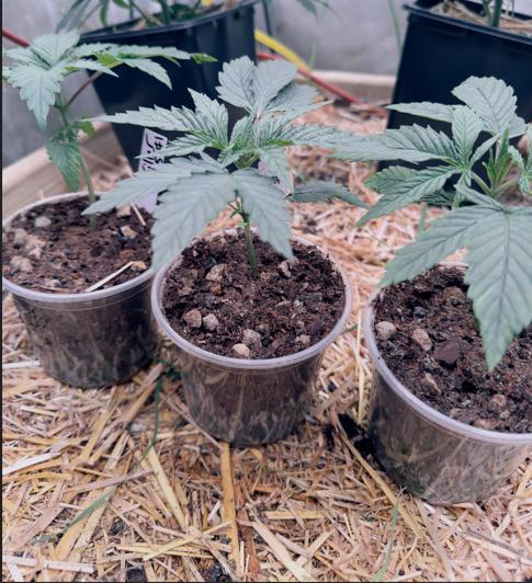 ACE Seeds Pheno Hunt: Killer A5 & Congo. Week 3 - Day 21: Killer A5 phenos. #1 being the biggest, #2 close behind,  #3 stoutest